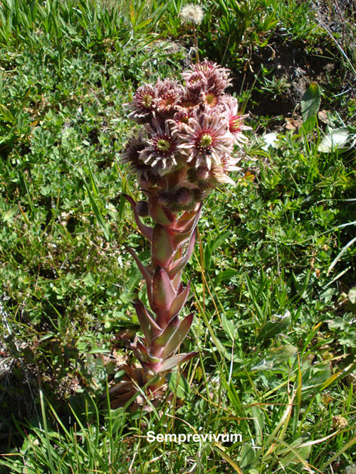 e'' un Sempervivum ?? Sempervivum tectorum